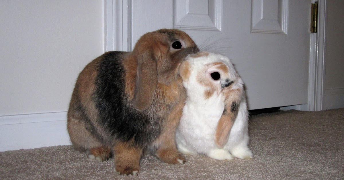 Bunnies and Sunshine Bunny kisses!