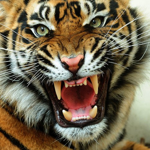 HD Animals Wallpapers: Angry Tiger Face Pictures
