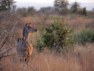 Kudu