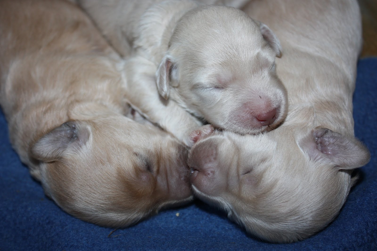 Prairie Doodles at Koocanusa . .SUMMER'S 1 WEEK OLD PUPPIES.