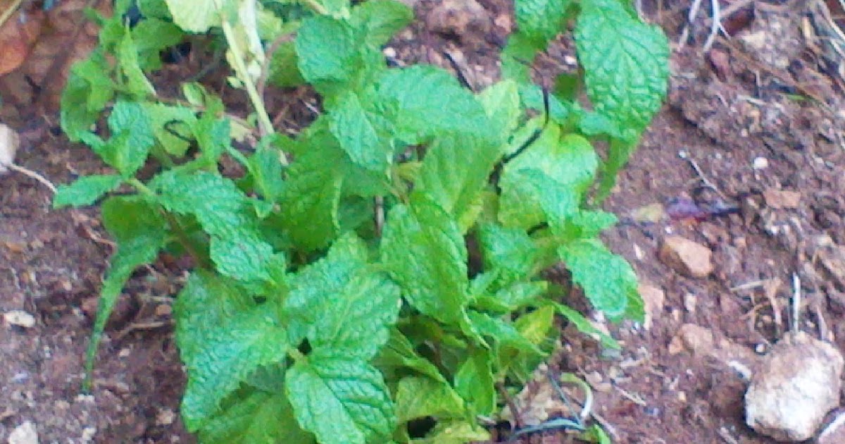 Cultivation of Maltese Fields Mint ( Nanieh)