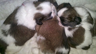 Shih+tzu+puppies+for+adoption+in+maryland