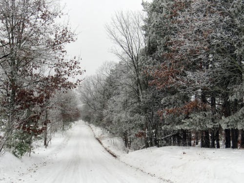 road with frosty trees