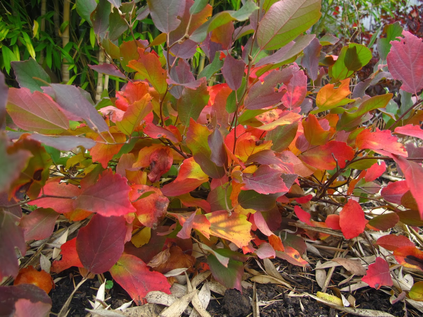 Gardening 101 Fothergilla Gardenista Sourcebook For Outdoor