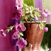 Pittura weber Pittura weber