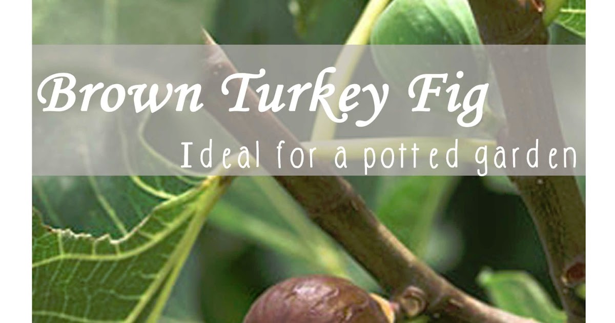 Start To Grow Brown Turkey Fig