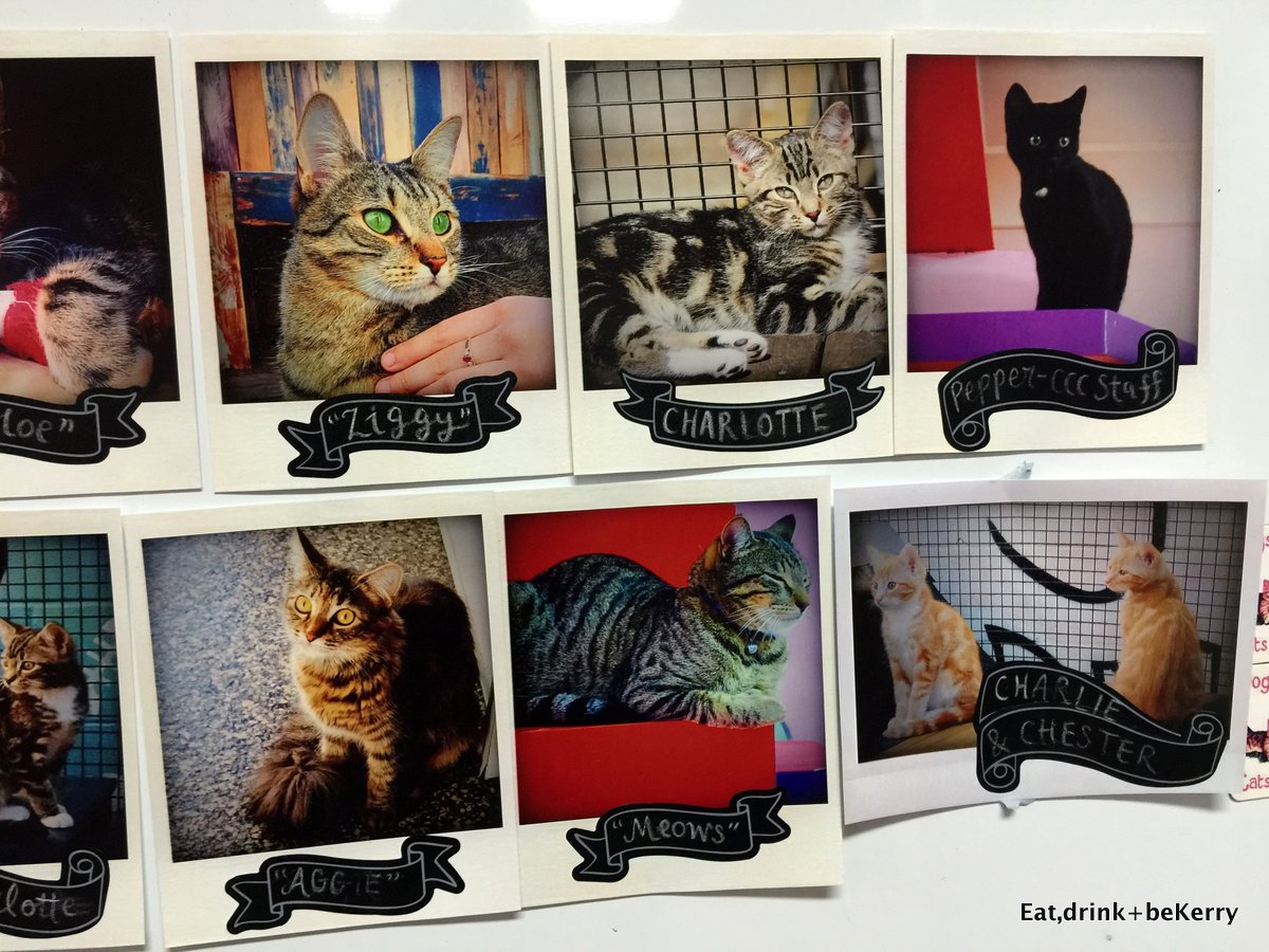 Cat Cuddle Cafe, Red Hill