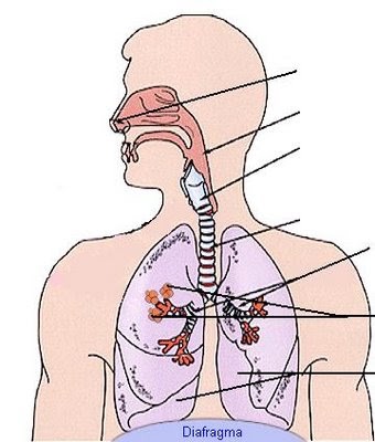 respiratorio aparato respiramos imagui urinario pulmones pimpollitos