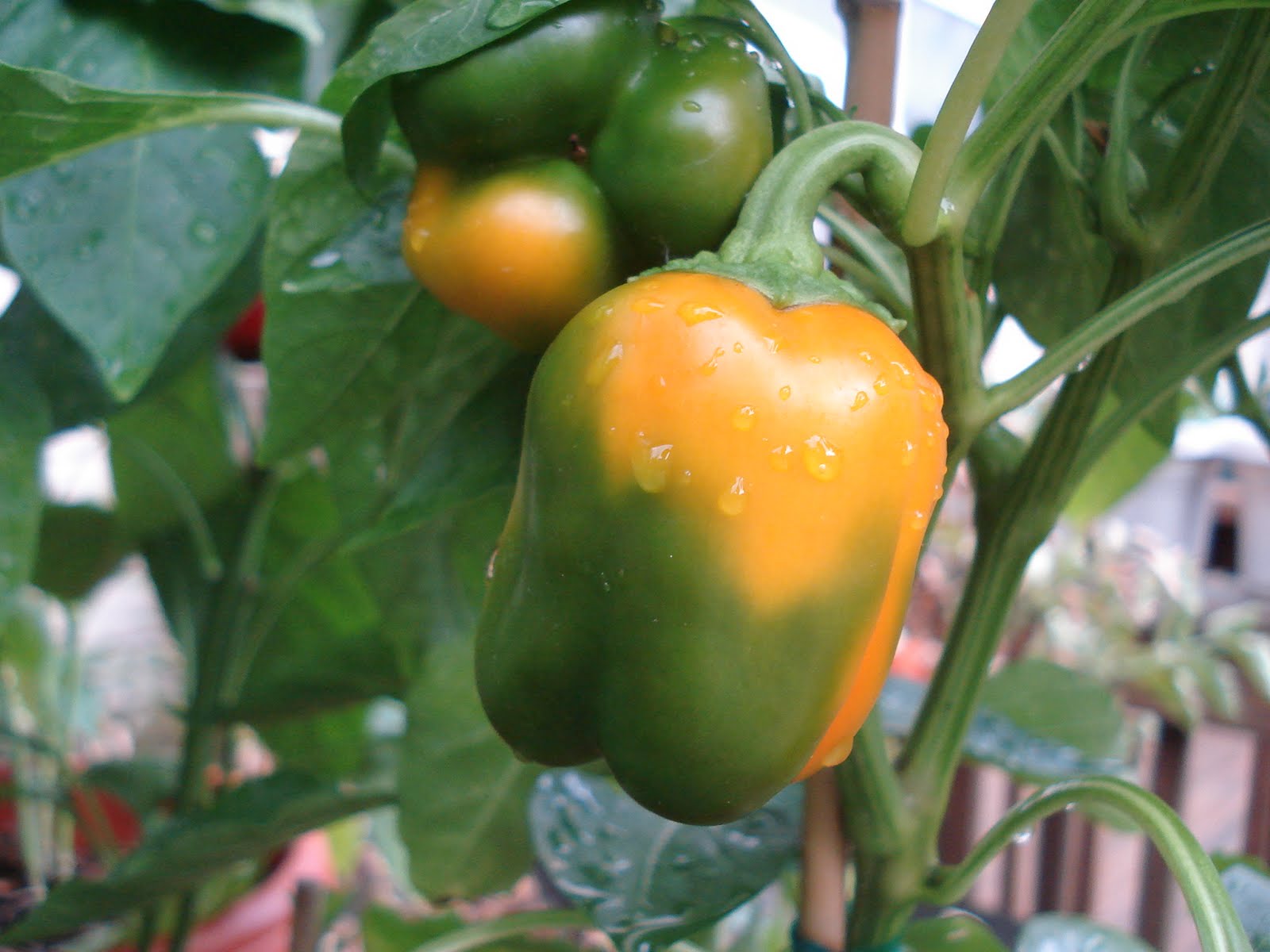 Bumble Lush Garden: The 2011 Pepper List