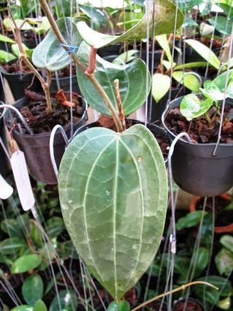 Mum Ciceklerim: Hoya macrophylla Turleri