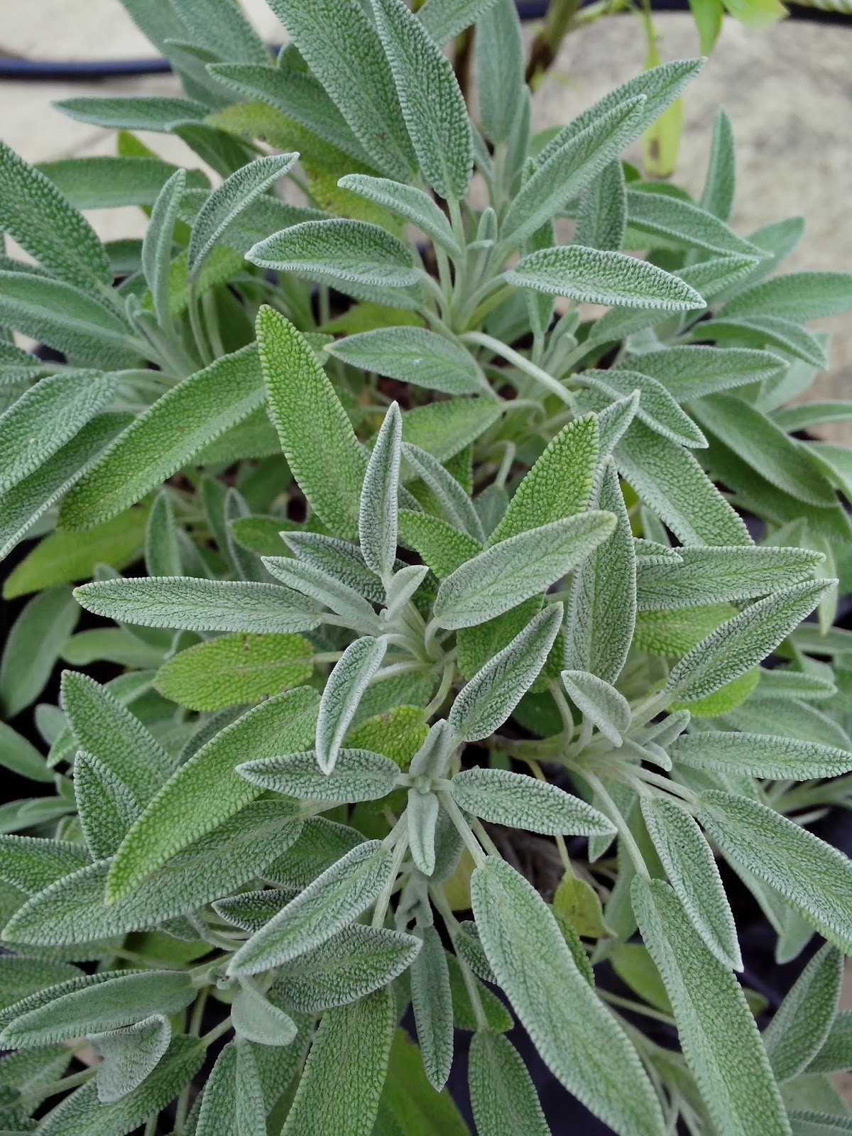 A pinch of basil Saving a dying sage plant