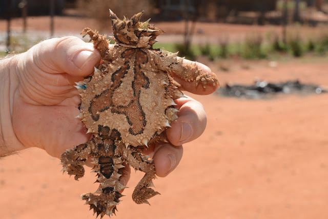 Gravid thorny devil Moloch horridus