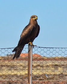 Whistling Kite