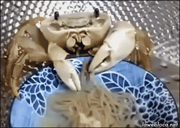 Funny animal gifs - part 107 (10 gifs), crab eats noodle