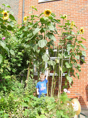 very tall helianthus annuus sunflowers in flowerbed
