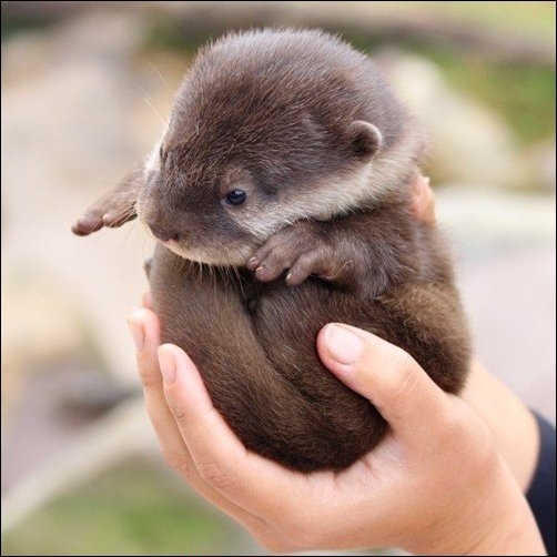 cute baby animals, baby animals, baby animal pictures, adorable baby animal pictures, cute baby otter, baby otter pictures