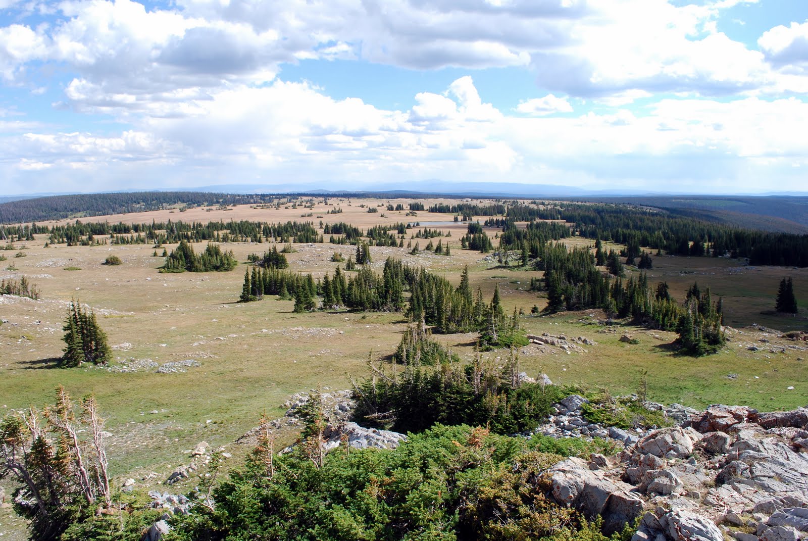 Mille Fiori Favoriti The Snowy Range, Wyoming