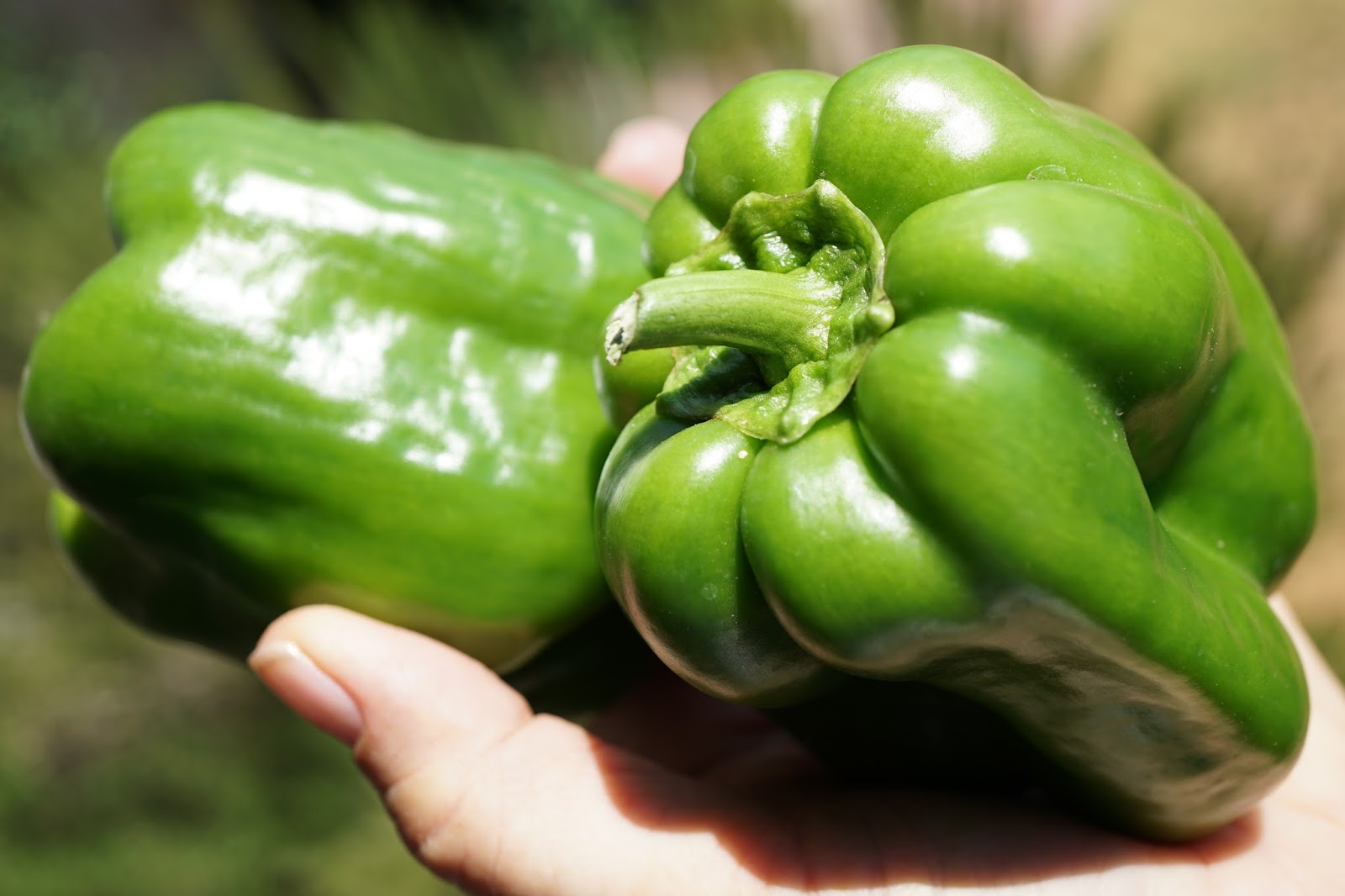 Andie's Way Pepper Sunscald