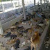 300 σκυλιά προορίζονταν για "λιχουδιά" στα εστιάτόρια του Βιετνάμ