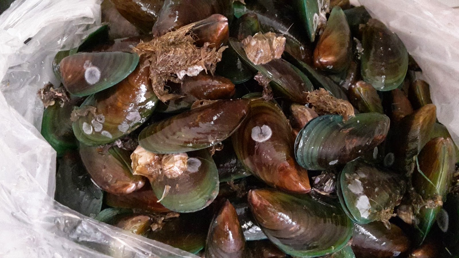 Exploring Cavite by Julz Fresh Tahong at Talaba sa Sineguelasan