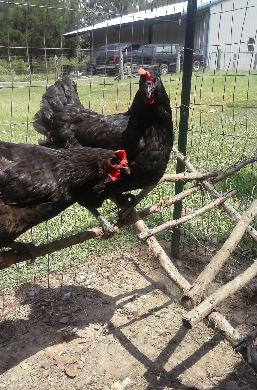 12 Facts About Jersey Giants