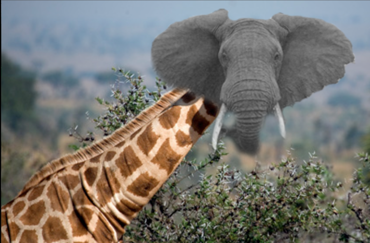 CREATIVE MEDIA BLOG ) ANIMAL MERGE (ELEPHANT,GIRAFFE)