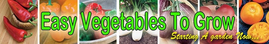 Easy Vegetables To Grow | Easy To Grow Herbs | Best Vegetables To Grow  | Vegetable Garden  