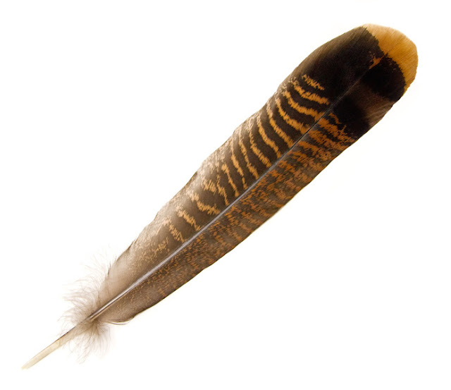 Bird In Everything: Wild Bird Feathers