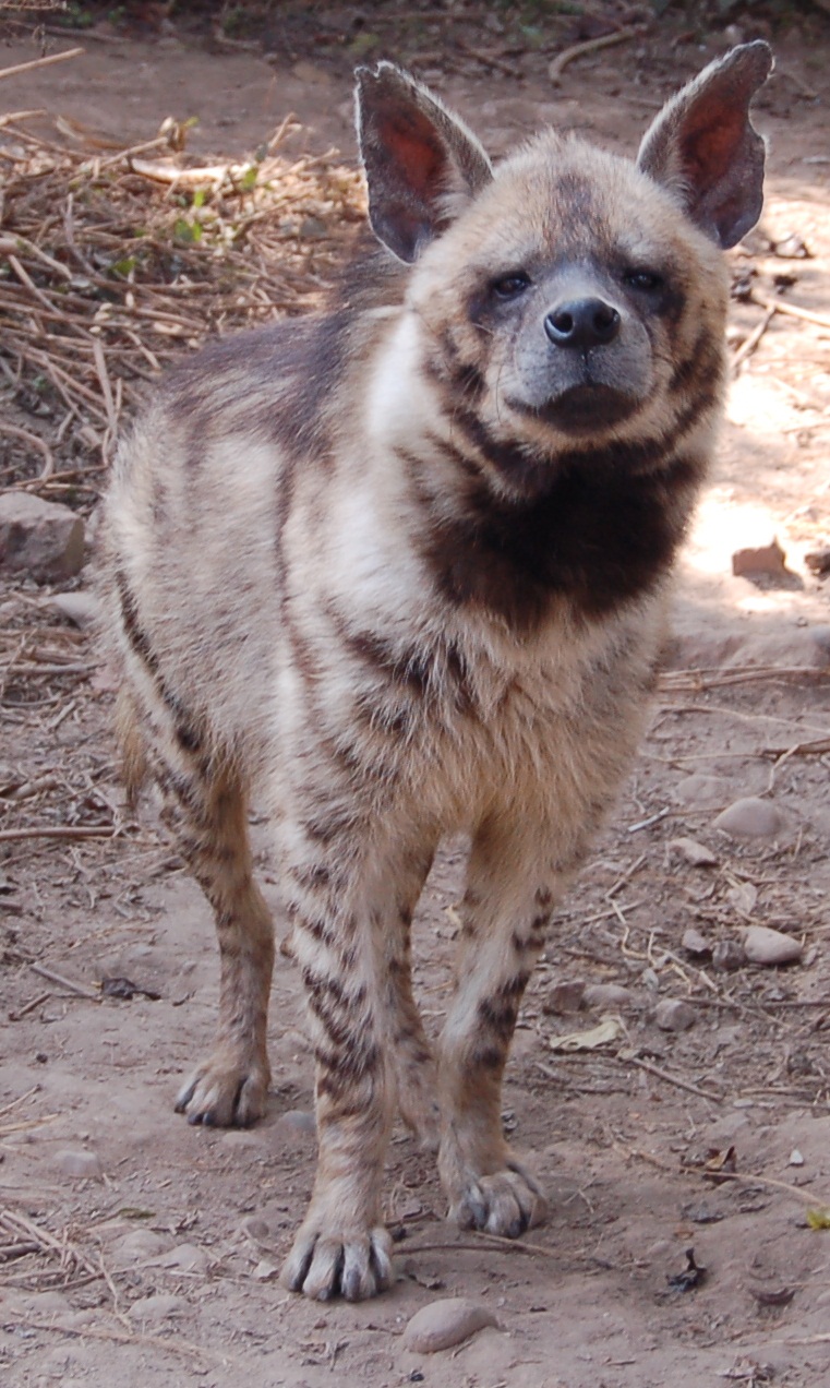 Striped Hyena Face