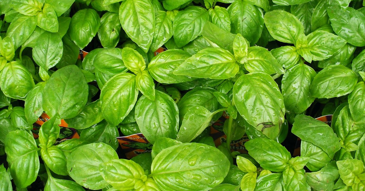 Mavi Boncuk Reyhan Basil or Myrtle