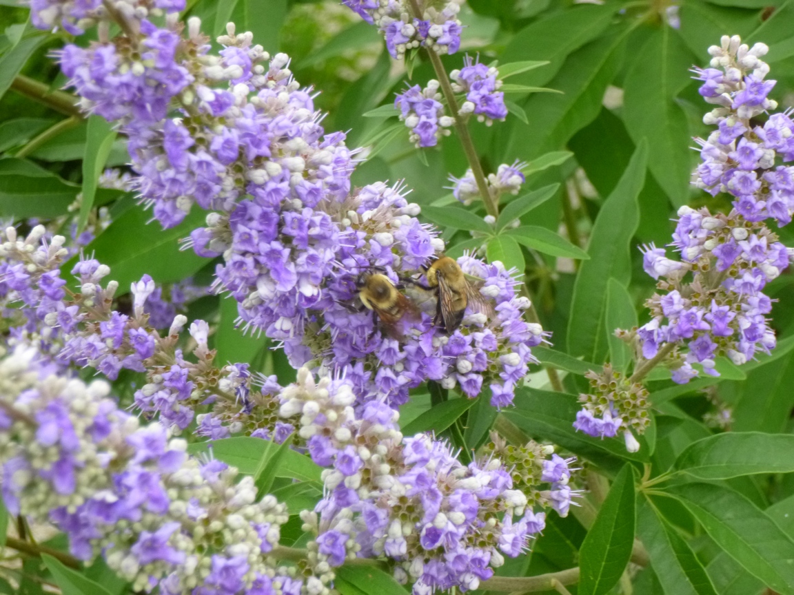 Garden of Aaron Vitex and the Bees