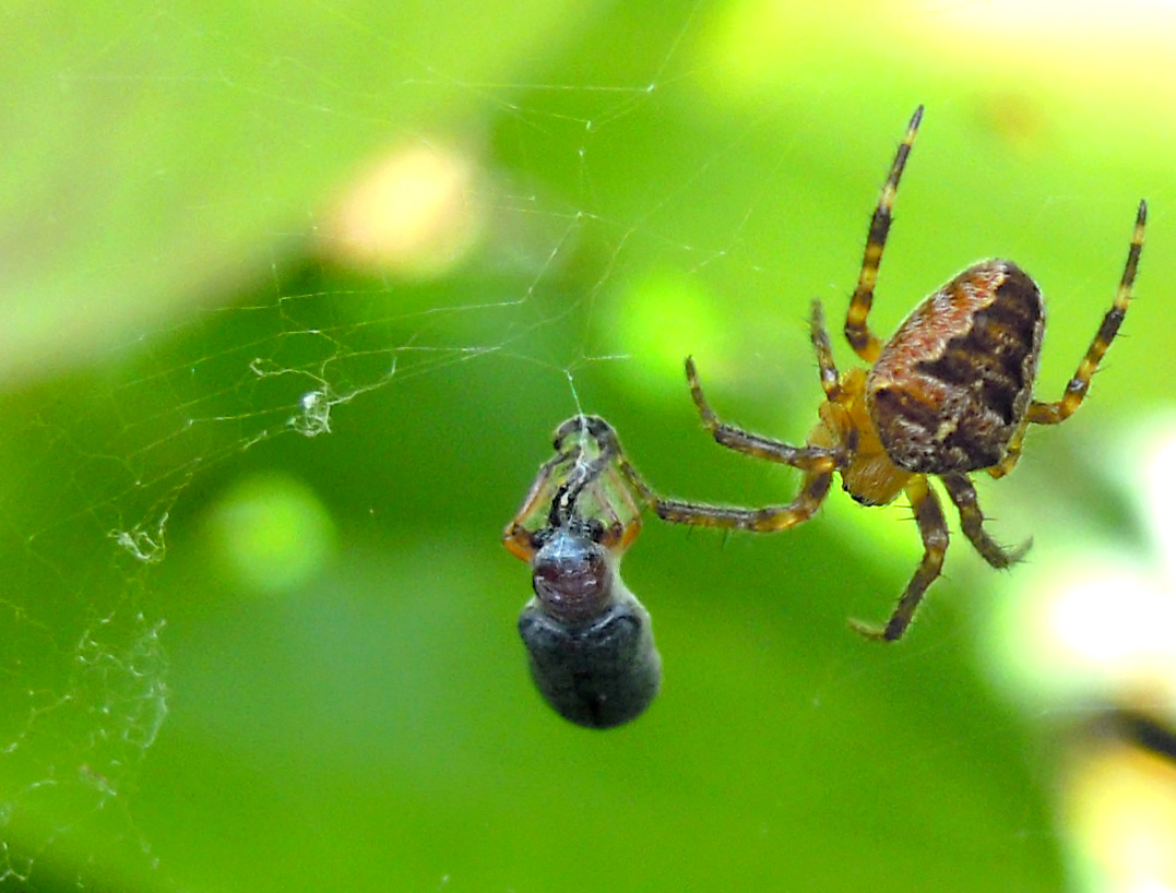 Spiders and me A french Araneus