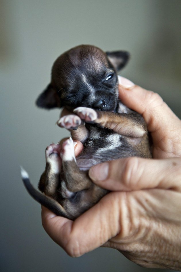 The Smallest Puppy Ever Photos All