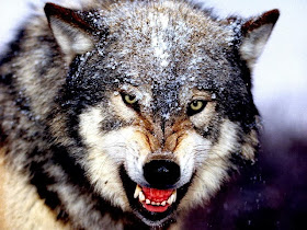 звериный оскал волка, волчья клыкастая пасть, волк атакует