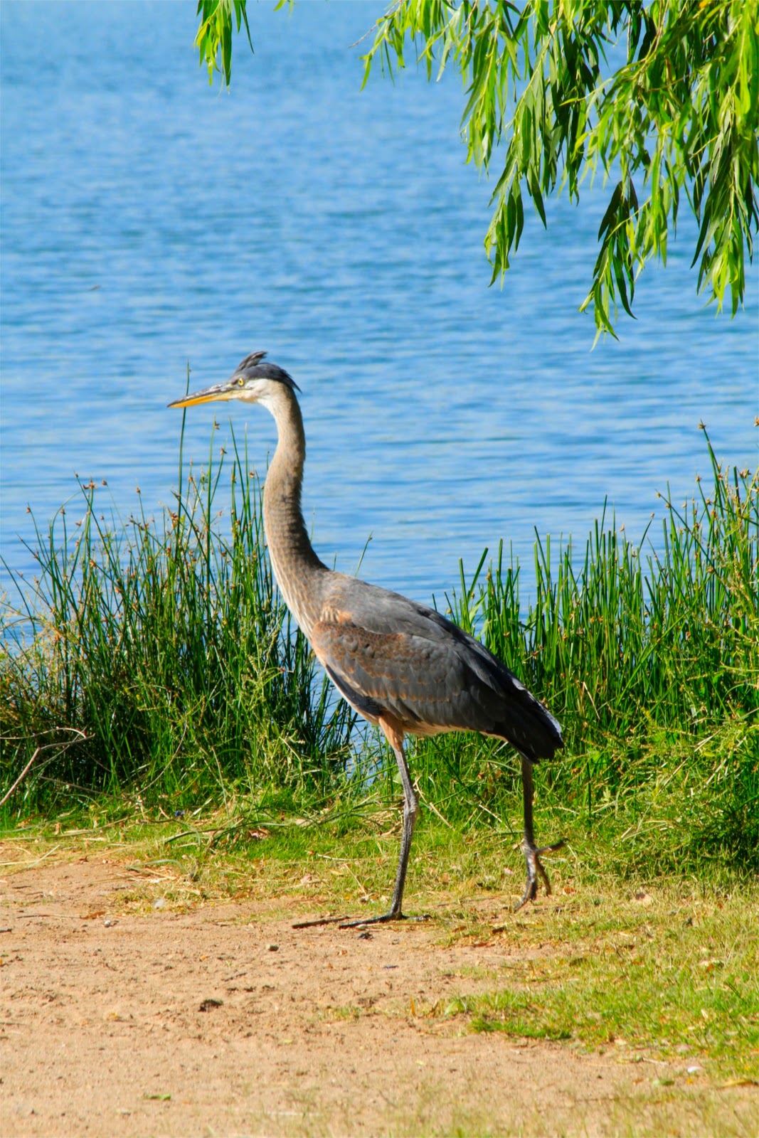 Sonoran Connection Tucson Arizona Heronry