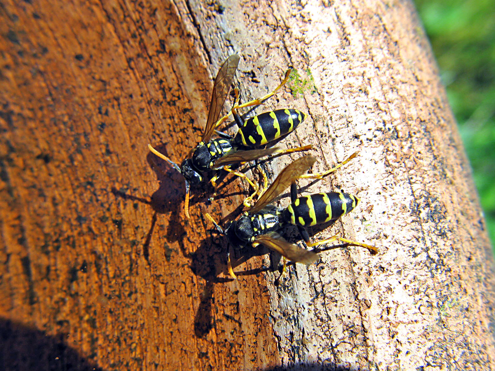 Moni bloggt! Wespen in unserem Garten