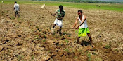 Field Preparation for Stevia