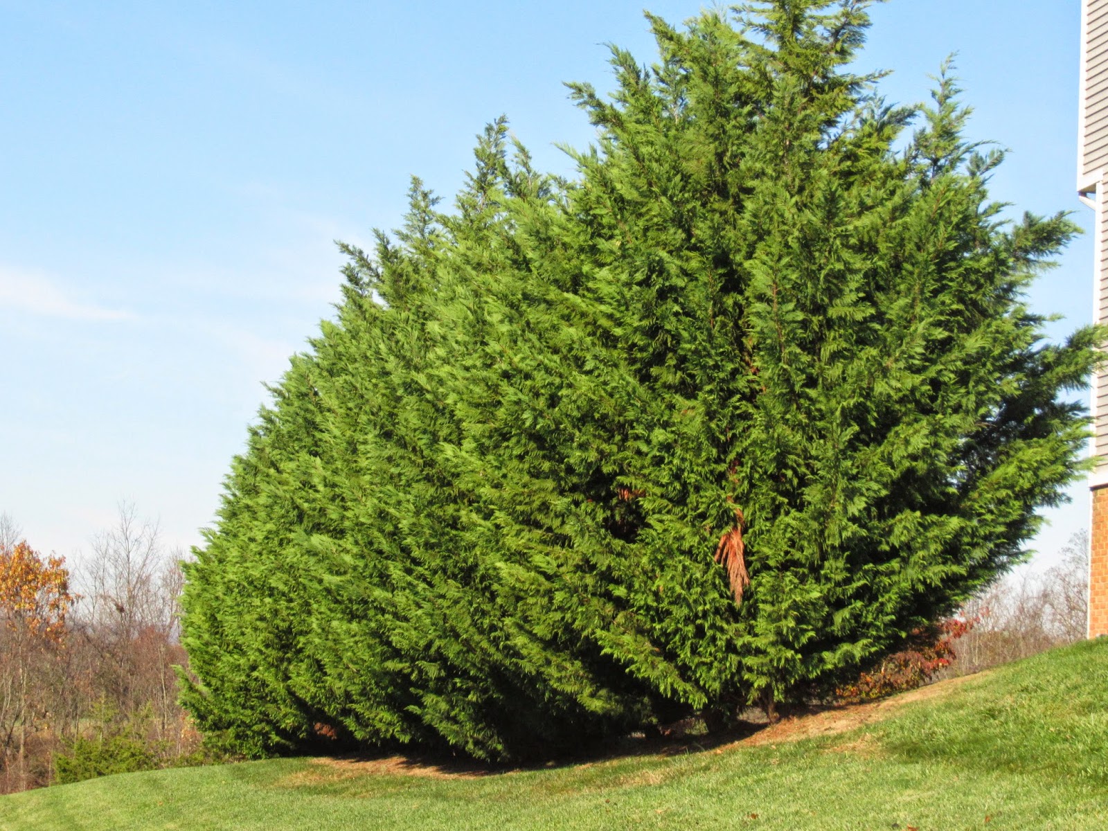 Groshs Lawn Service Leyland Cypress Tree Pruning in Hagerstown, MD and