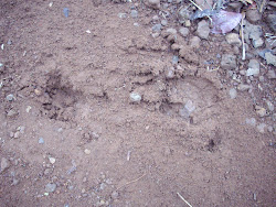 "PUG MARKS" of a leopard in the soft  pathway  tracks of the "SACRED FOREST" in Shiroli.