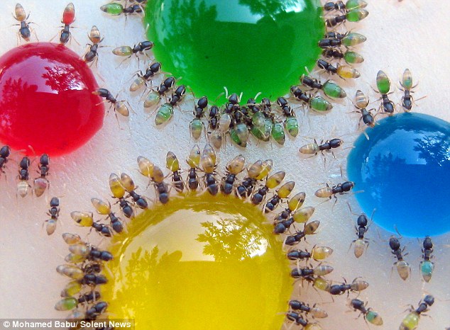 Colored Ants! Ants+2