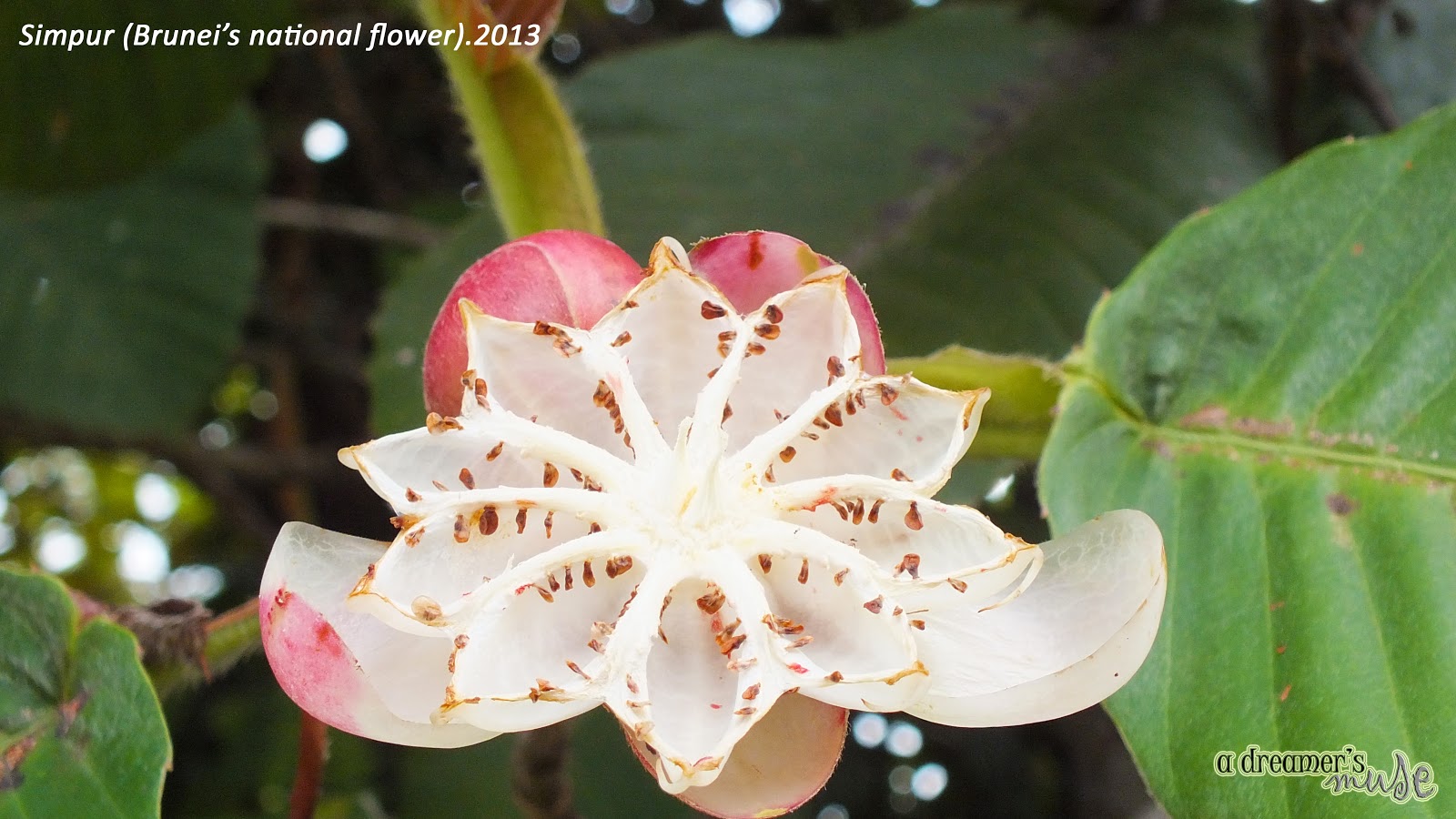 A dreamer's muse Tasek Merimbun Heritage Park