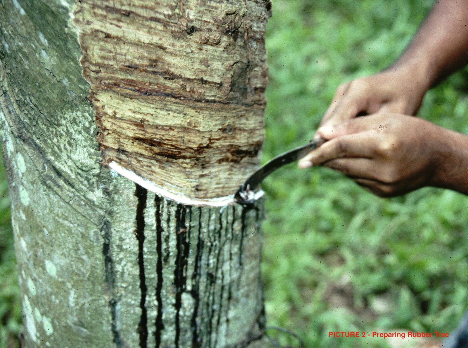 how to say rubber tapper in spanish how to say rubber tapper in spanish