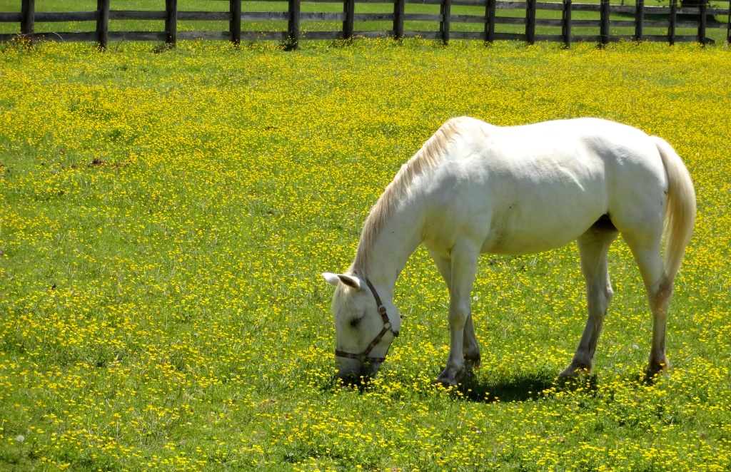 photocynthesis Buttercups and Horses