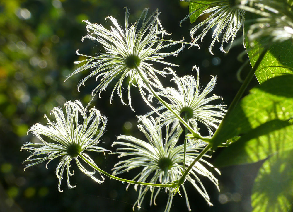 Clematis Vermehrung durch Samen