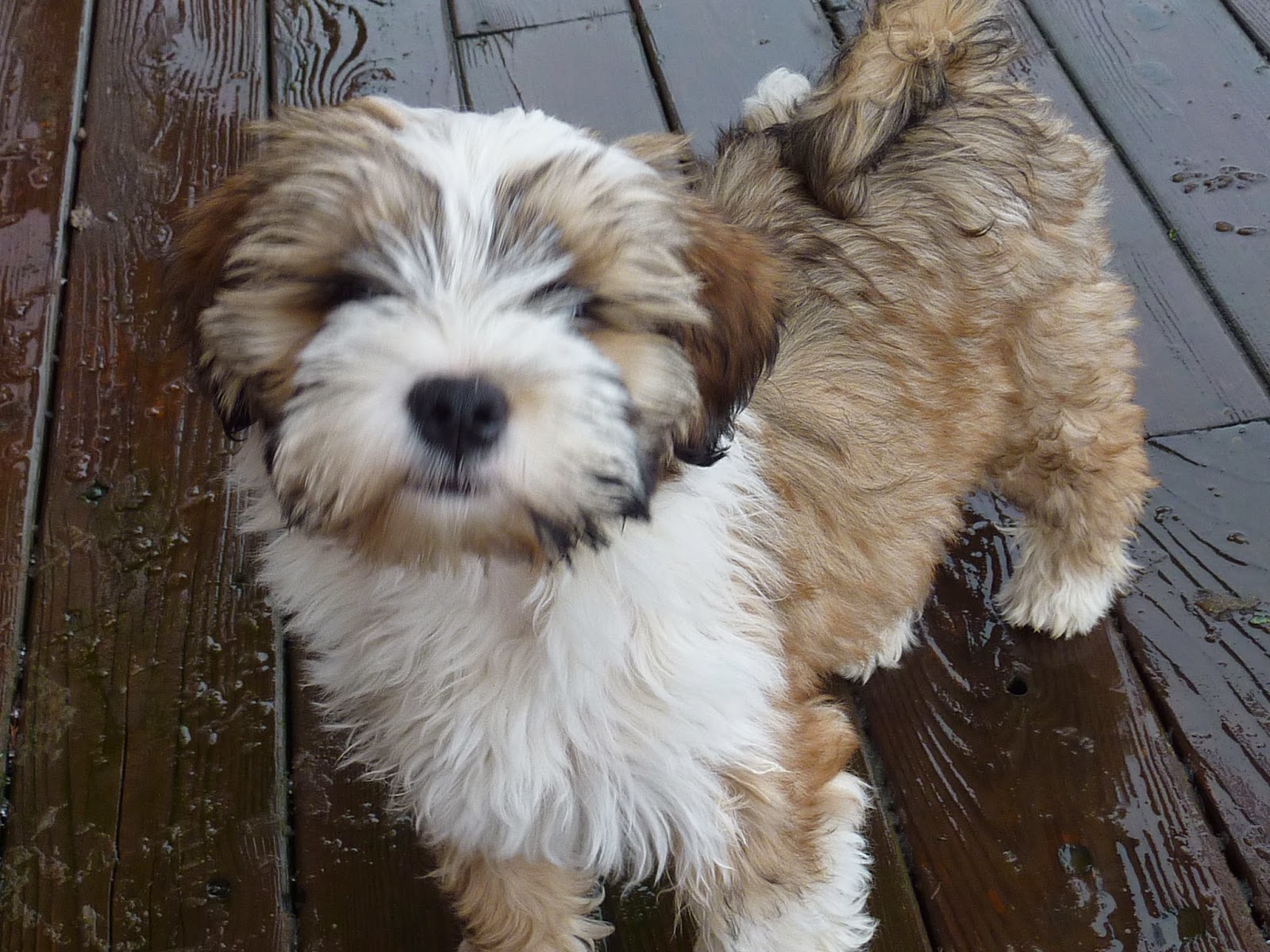 Rules of the Jungle Tibetan terrier puppies