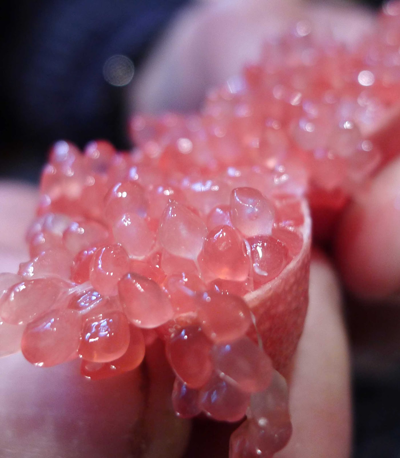 FOOD INTELLIGENCE Connaissezvous les agrumes du Mas Bachès