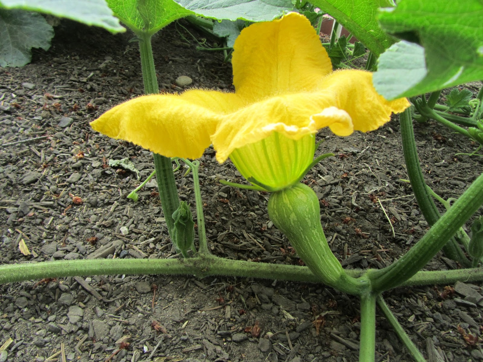 Four Hills of Squash Hand Pollination
