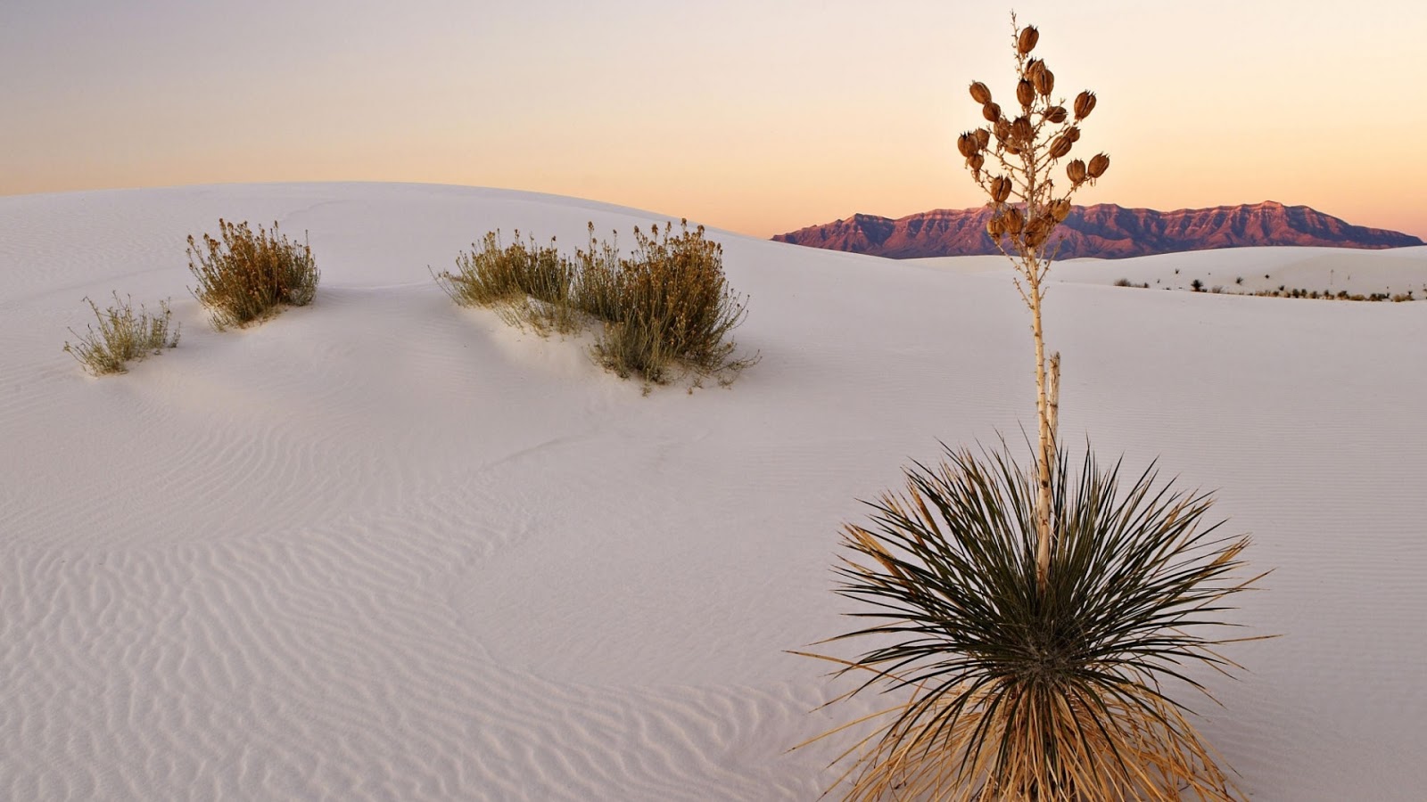 sail desert sand leopard white