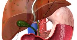 Liver diagram for assignment ~ Human Anatomy