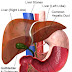 Liver diagram for assignment ~ Human Anatomy